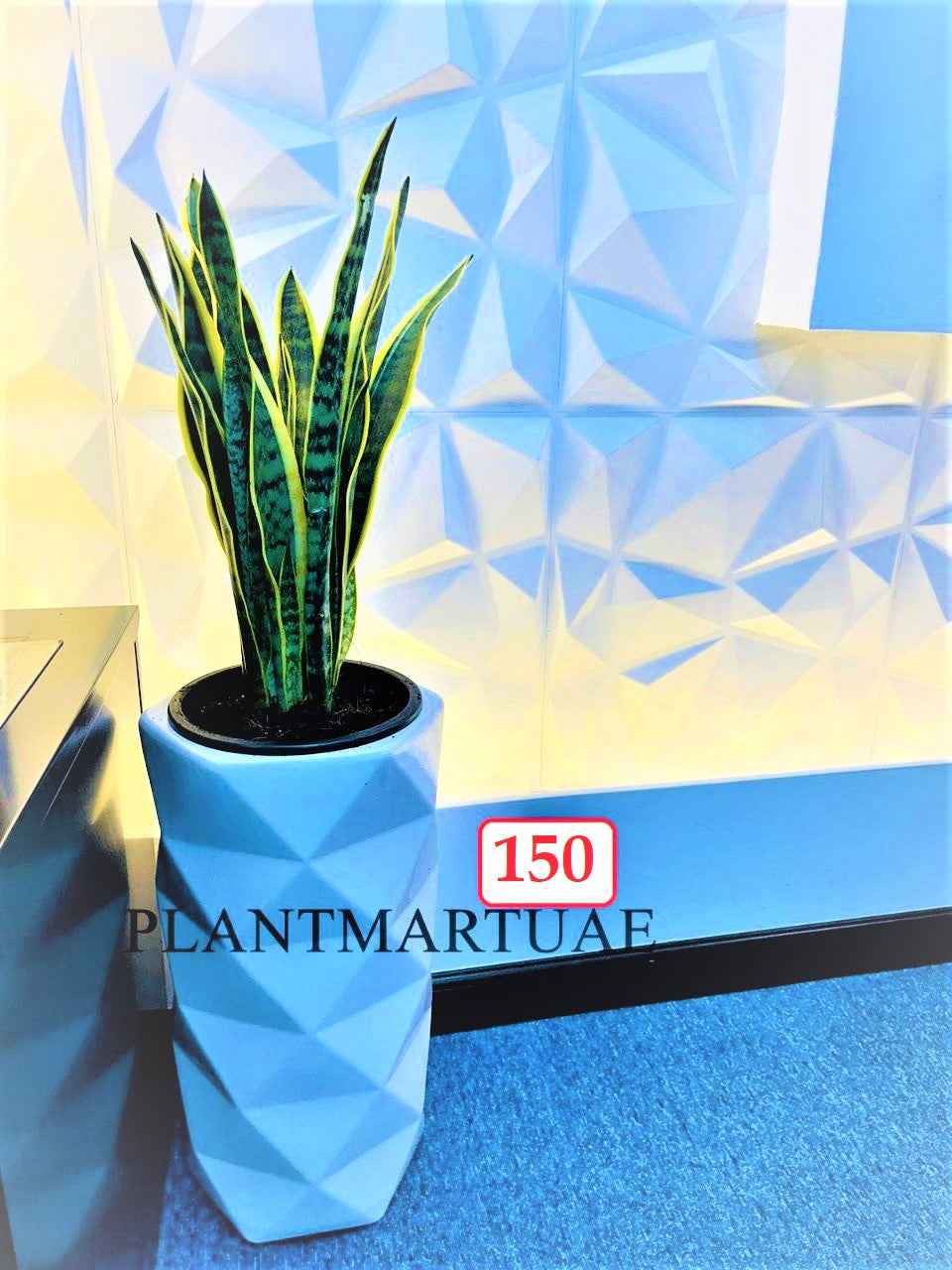 Combo: Snake plant(L), Sansevieria /CERAMIC pots