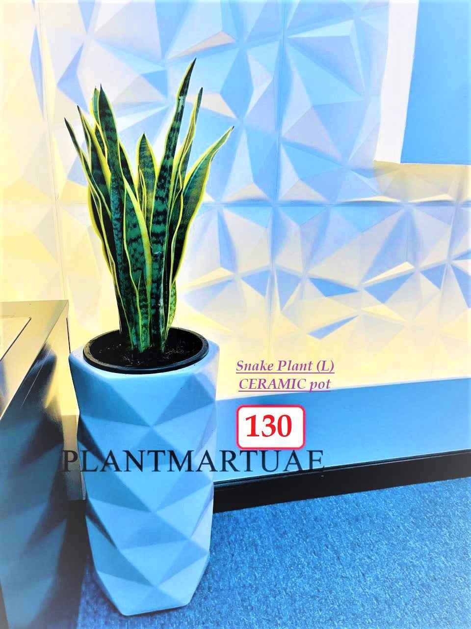 Sansevieria/Snake plant (L)/CERAMIC pot