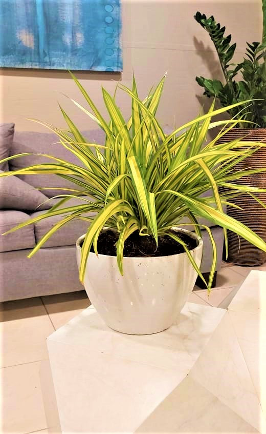 Variegated spider plant in white ceramic pot on modern indoor table, living room setting