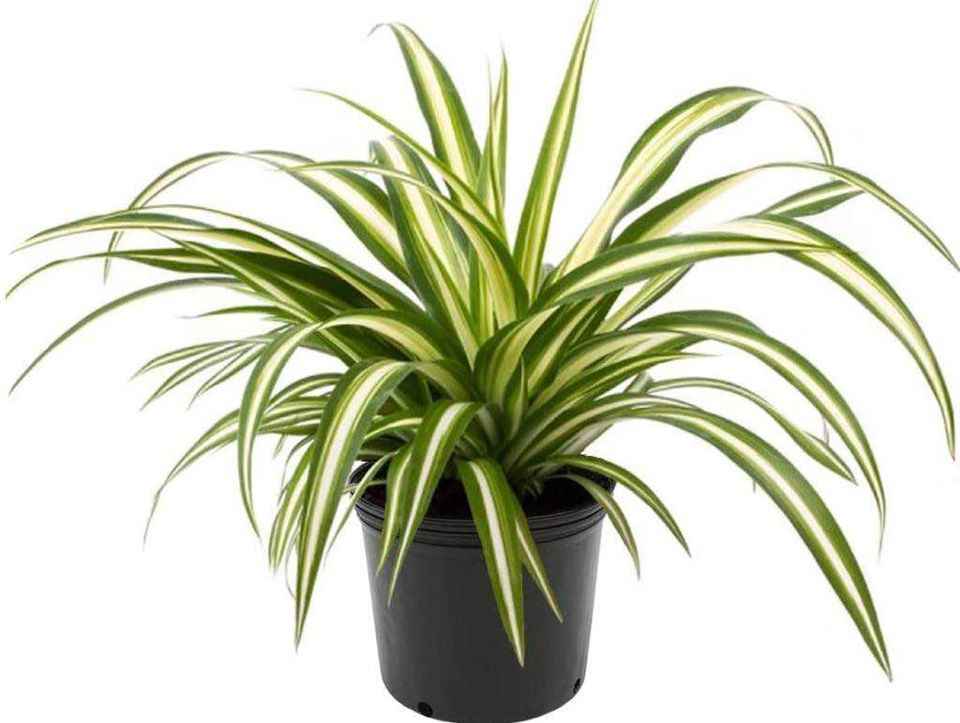 Spider plant (plastic pot) 30cm
