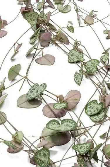 Strings of hearts 20cm-25cm | indoor plant | Ceropegia woodii | Best Online Plants | PlantMartUAE.com