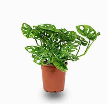 Monstera Adansonii  25cm-30cm | indoor plant | Swiss Cheese Plant | Best Online Plant Shop | PlantMartUAE.com
