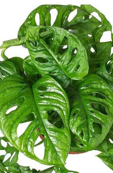 Monstera Adansonii  25cm-30cm | indoor plant | Swiss Cheese Plant | Best Online Plant Shop | PlantMartUAE.com