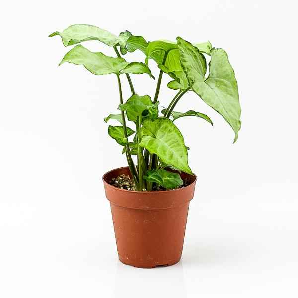 Syngonium podophyllum 30cm-35cm