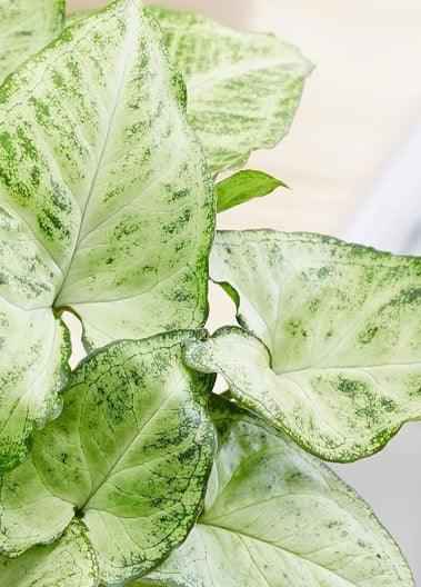 Syngonium Arrow Head 20cm-30cm | indoor plant | PlantMartAE