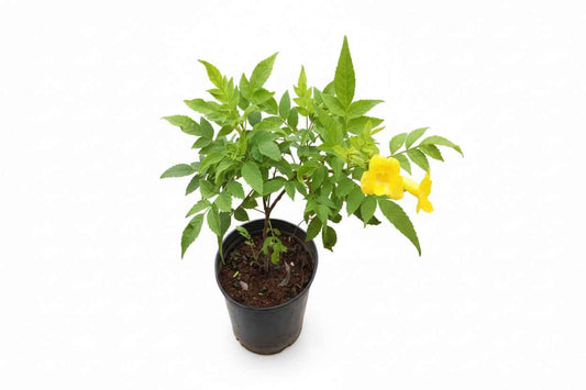 Tecoma Stans Yellow 30cm - 40cm
