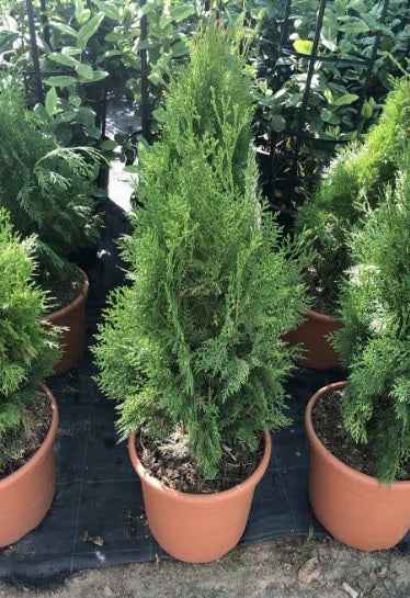 Thuja 60cm - 80cm