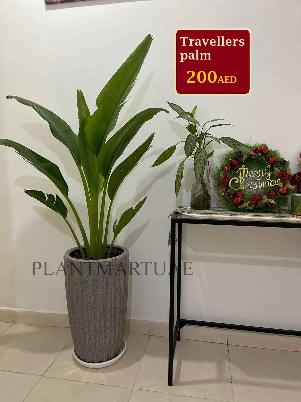 Potted Traveller's Palm 150cm in CERAMIC Pot  | indoor & Outdoor plant | Ravenala madagascariensis or traveller’s tree or East-West palm |  PlantMartUAE.com