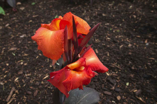 Tropicana Black Canna Water Plant 40cm - 60cm