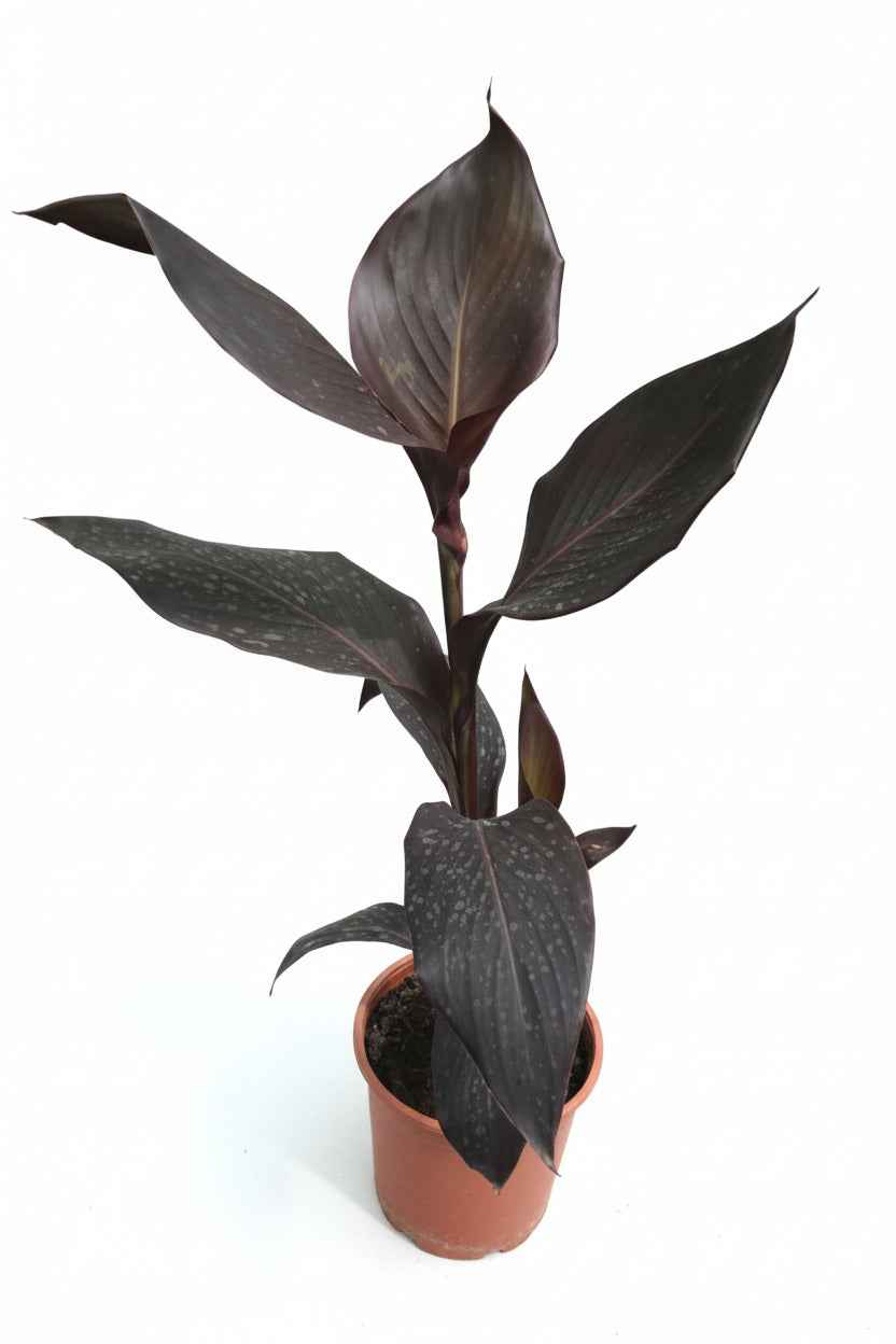 Tropicana Black Canna Water Plant 40cm - 60cm