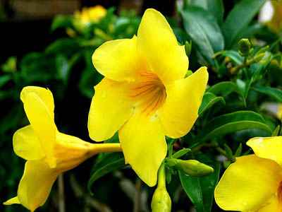 Trumpet Bush 80cm | Outdoor plant | Yellow Bells or Mandeville | Best Online Plant Shop | PlantMartAE.com