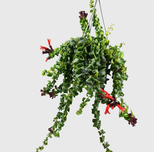 Twisted Lipstick Plant Hanging-30cm-35cm | indoor plant | Best online plant | plantmartuae.com