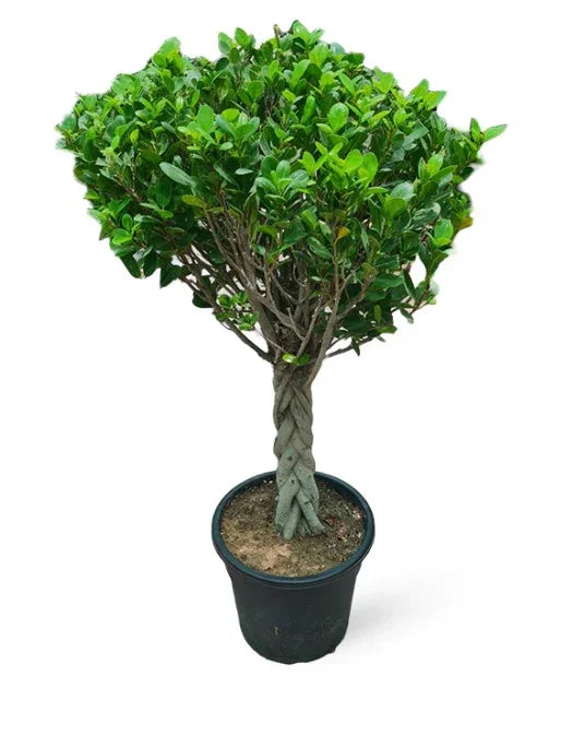 Twisted ficus tree in black pot with braided trunk and lush green foliage
