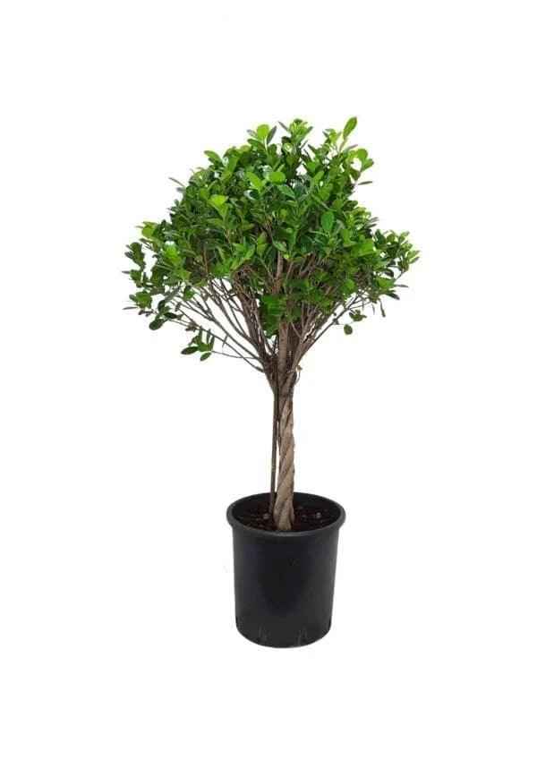 Ficus Panda Twisted Outdoor Plant 140cm-150cm for Your Garden