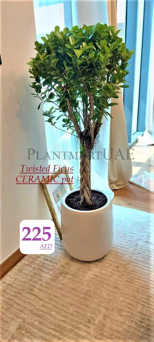 Twisted Ficus tree with braided trunk in a white ceramic pot placed indoors near a window.