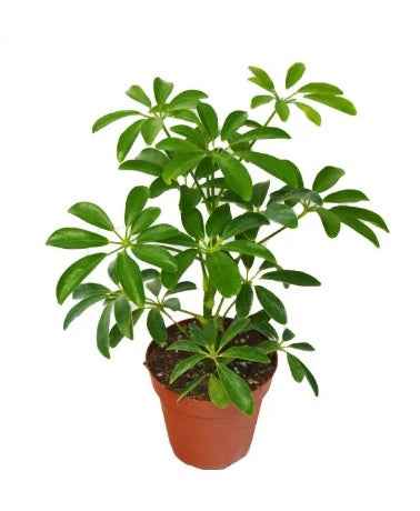 Umbrella Plant - 40cm | indoor plant | Best Online Plant shop | PlantMartAE.com Schefflera Arboricola