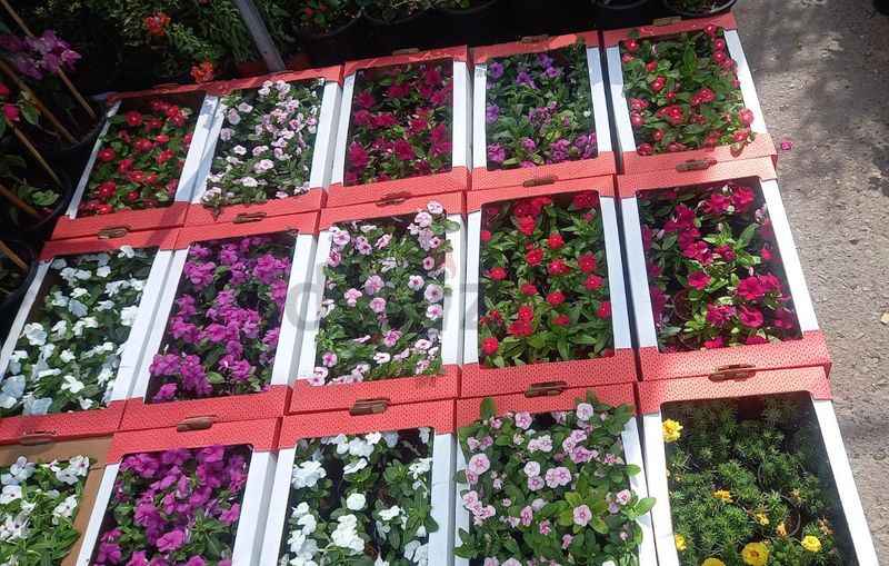 Vinca (each box)