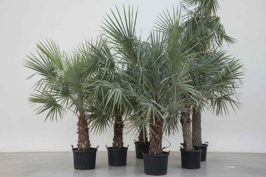 Wax Palm 2mtr - 2.5mtr for Gorgeous Home Decor and Landscaping