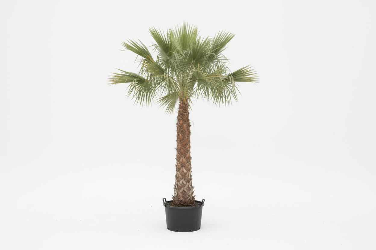 Wax Palm 2mtr - 2.5mtr for Gorgeous Home Decor and Landscaping