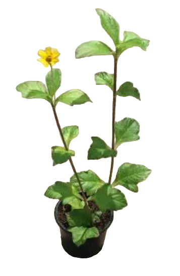 Wedelia plant in black pot with green leaves and small yellow flower