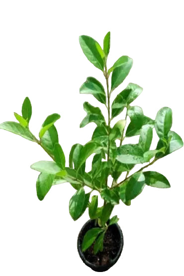 Potted wild jasmine plant with green leaves against a white background