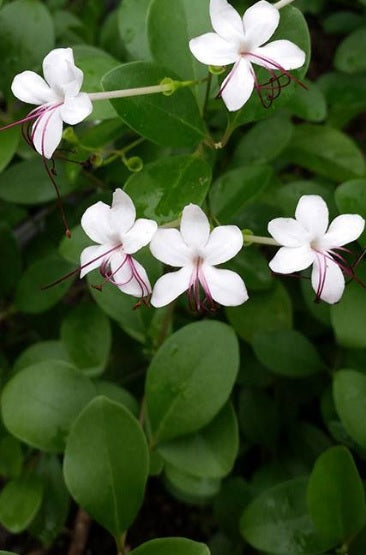 Wild jasmine plant with white star-shaped flowers and green leaves