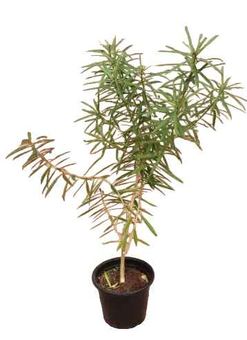 Yellow Oleander Plant 60cm - 80cm