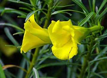Yellow Oleander Plant 60cm - 80cm