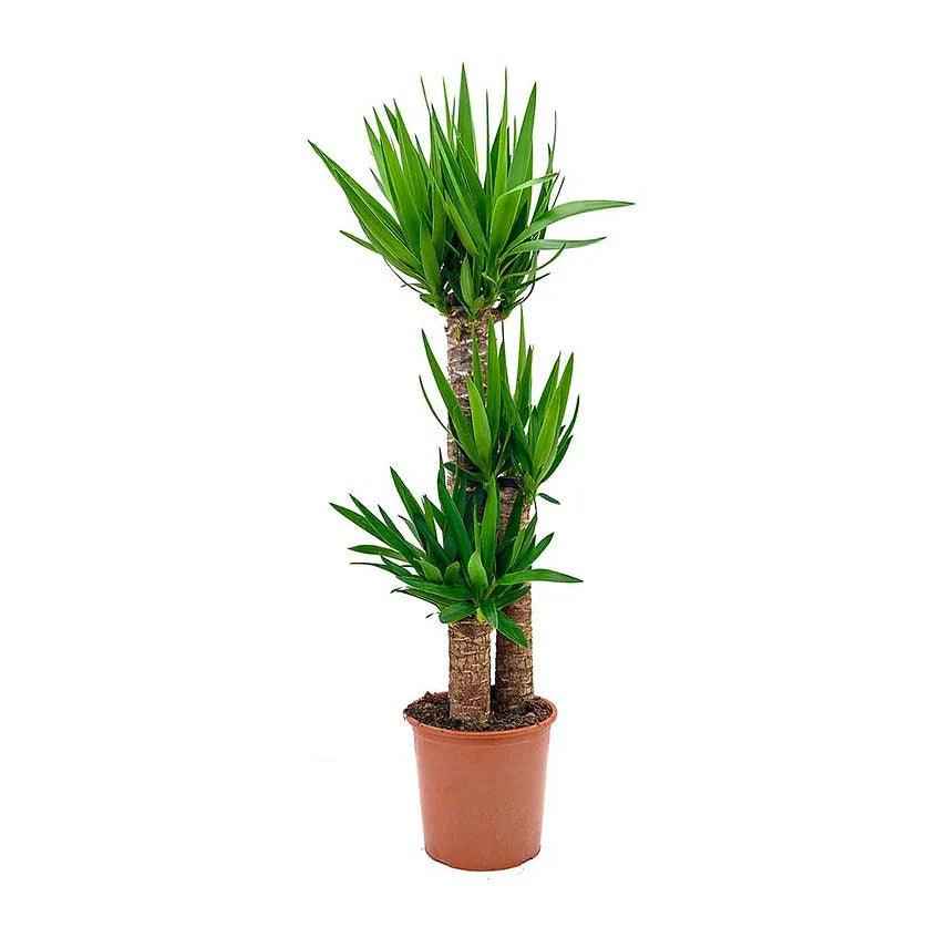 Twin Pack Yucca and ZZ Plant in Stylish Ceramic Pots – Ideal Home Décor