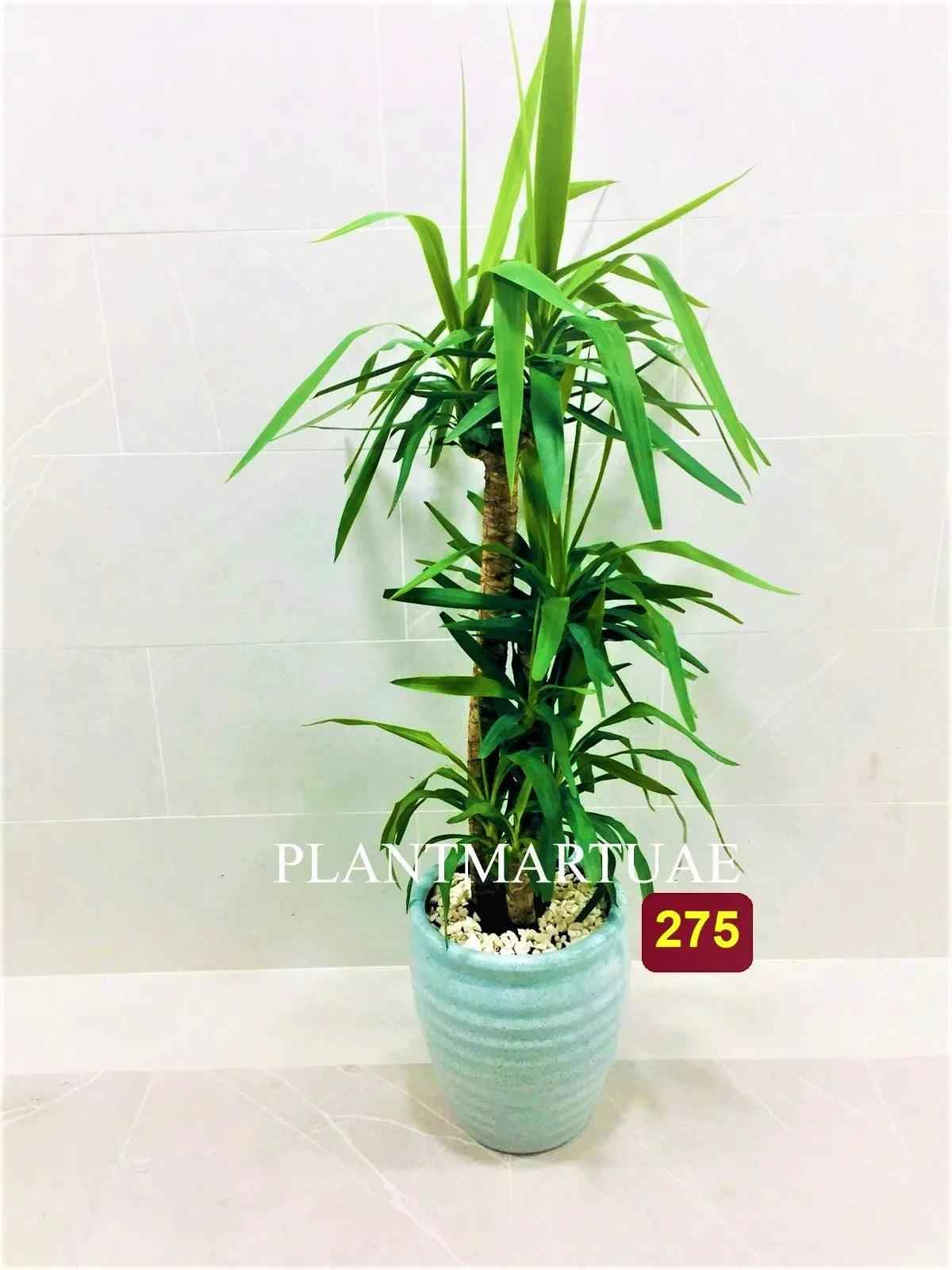 Yucca XL Plant 150cm-160cm in Stylish Ceramic Pot for Modern Decor