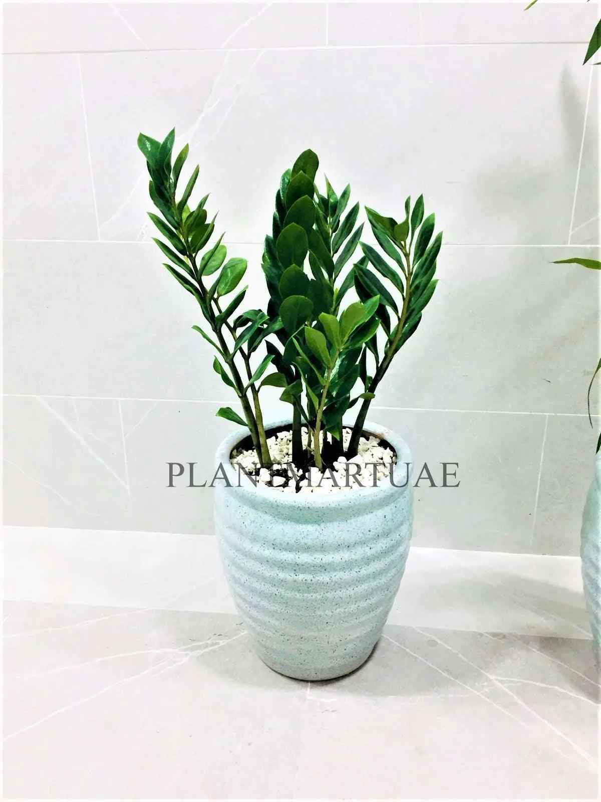 Zamioculcas Indoor Plant - 60cm-70cm Zanzibar Gem, ZZ Plant (L) for Your Home Decor