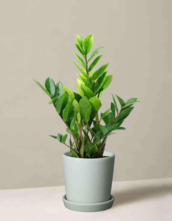 Zamioculcas Zamiifolia Plant - Zanzibar Gem Indoor Plant for Easy Care and Stylish Decor