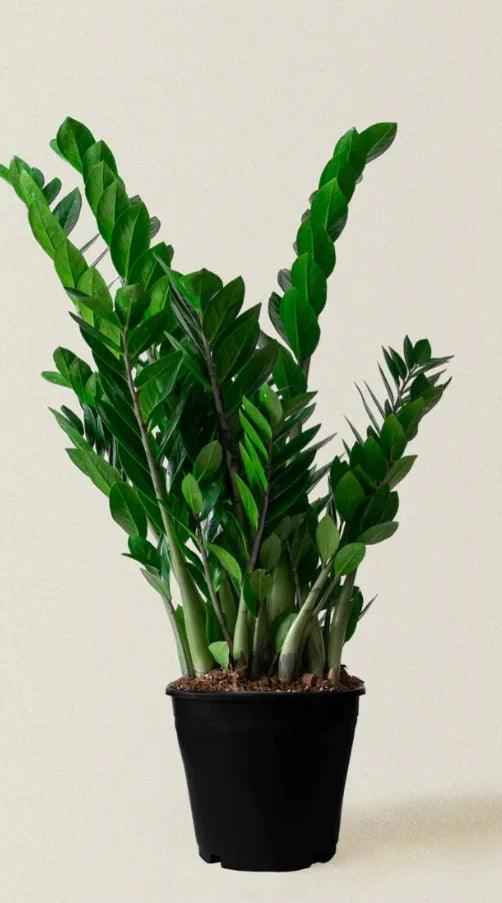 Twin Pack Yucca and ZZ Plant in Stylish Ceramic Pots – Ideal Home Décor