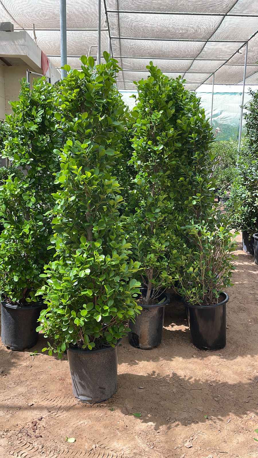 Ficus Panda "Cone shape" 2mtr - 2.2mtr/ Ficus Diversifolia