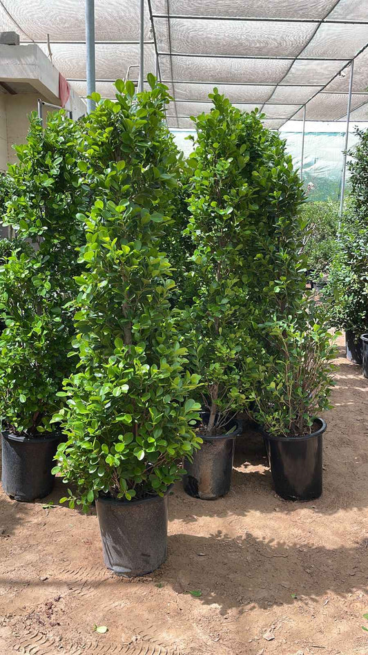 Ficus Panda "Cone shape" 2mtr - 2.2mtr/ Ficus Diversifolia