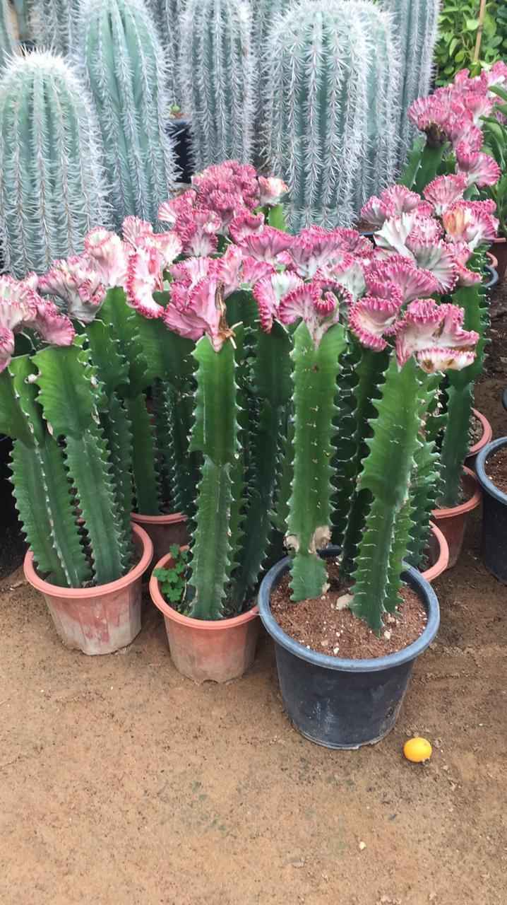 Cactus Euphorbia Outdoor Plant 50cm (L) for Gardens and Patios