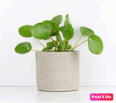 Pilea Peperomioides - Chinese Money Plant
