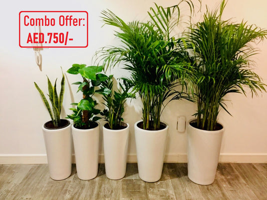 Indoor plant combo offer with five potted green plants in white pots on wooden floor