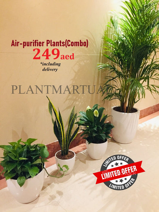 Combo of indoor air-purifying plants in white pots, limited time special offer.