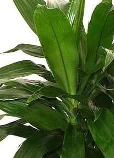 Dracaena Janet Craig 100cm-120cm | indoor plant | Dracaena Fragrans | Best Online Plant Shop | PlantMartUAE.com