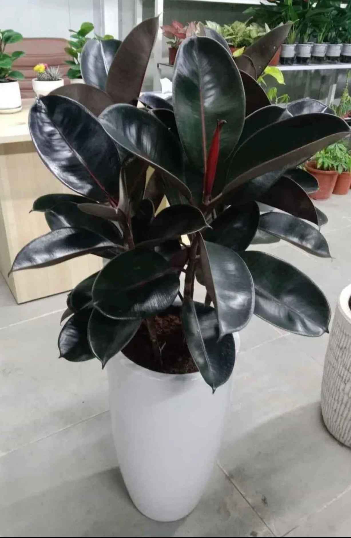 Potted Rubber Plant 3PP 100cm-110cm in CERAMIC Pot | indoor plant | PlantMartUAE.com