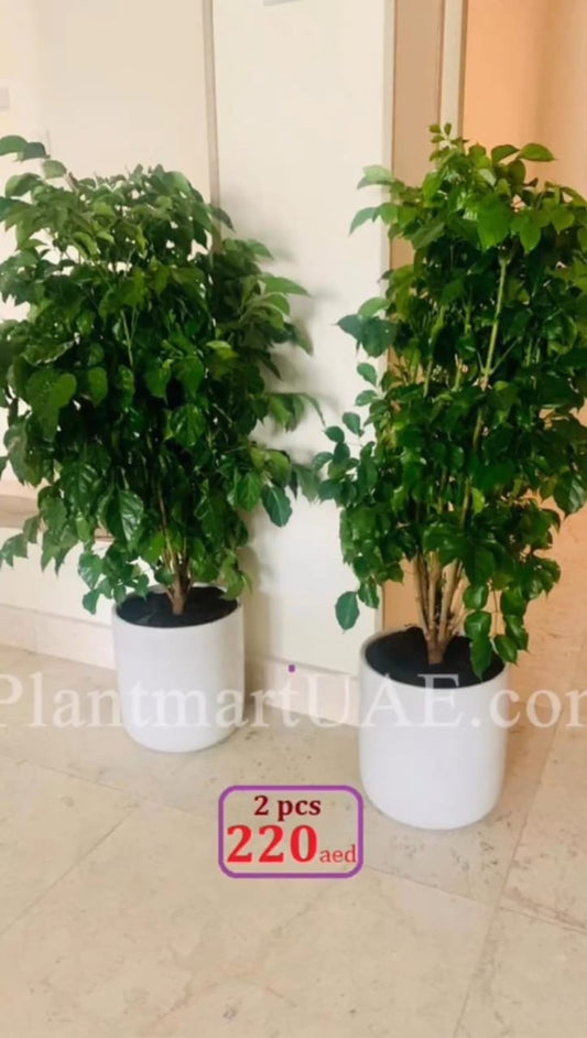 Two lush indoor leafy green plants in white pots placed on a tiled floor.
