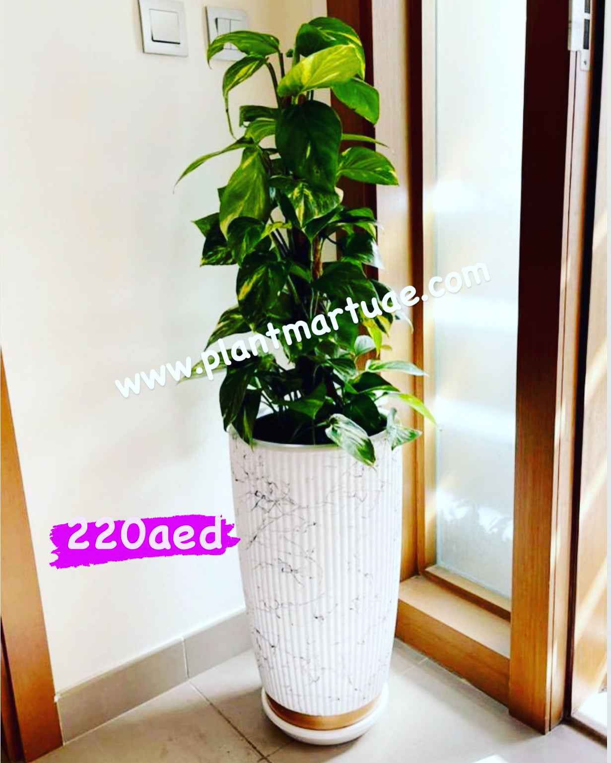 money plant (Holland) in Marble/Gold design Ceramic pot