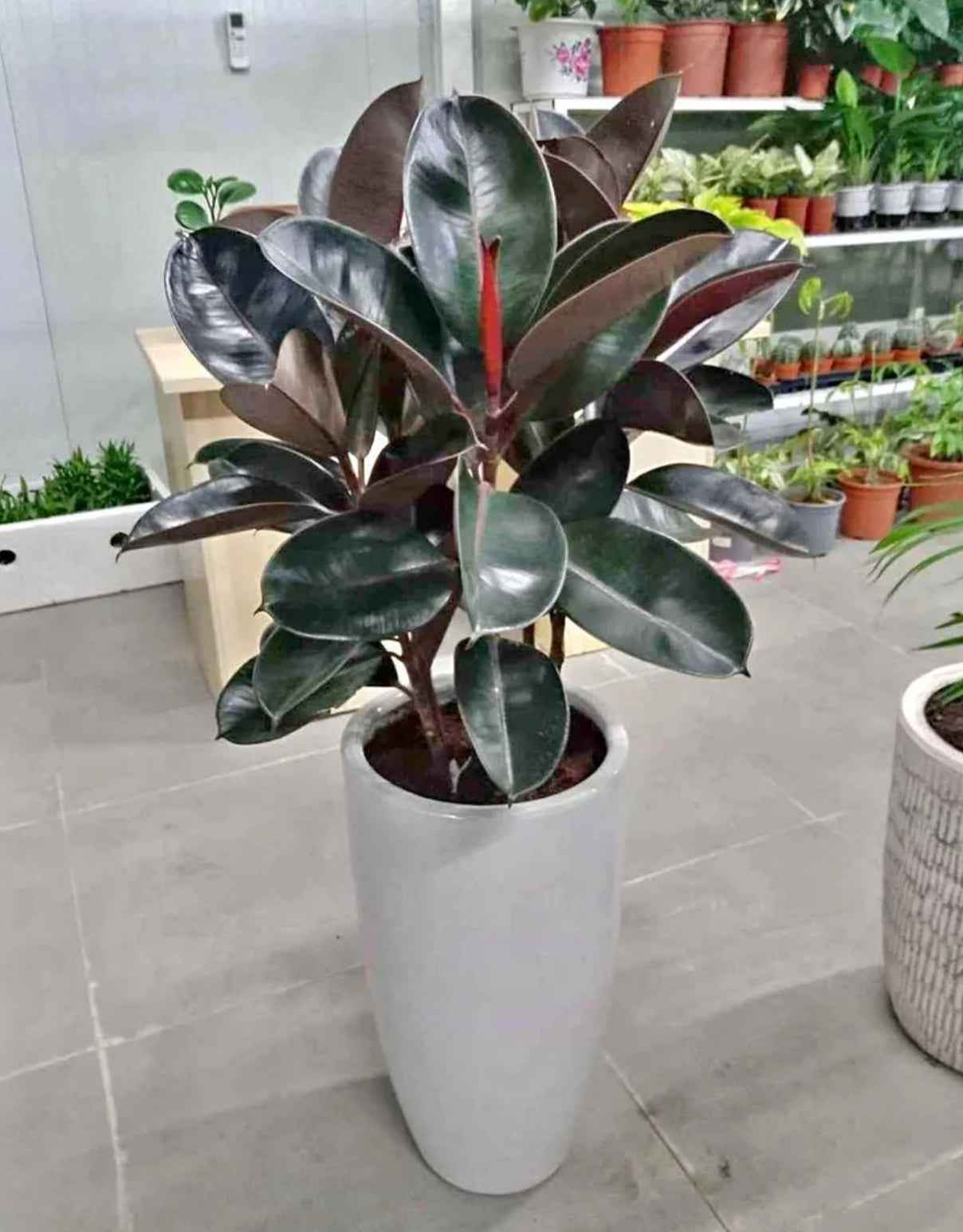 Potted Rubber Plant 3PP 100cm-110cm in CERAMIC Pot | indoor plant | PlantMartUAE.com