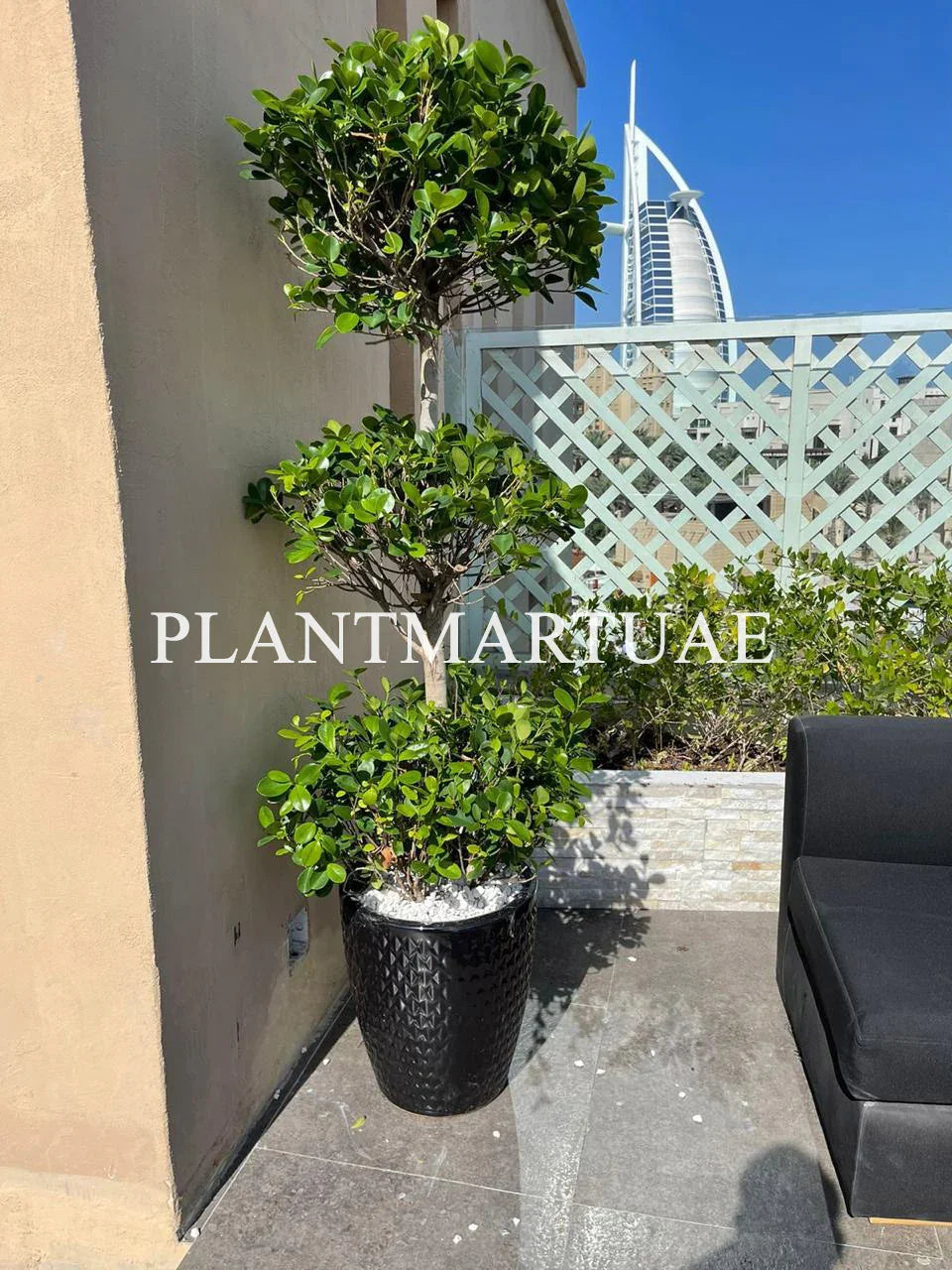 Tall ornamental potted topiary plant with green foliage on a modern outdoor patio