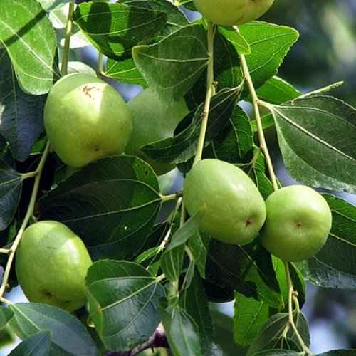 jujube Tree 1.8Mtr - 2Mtr