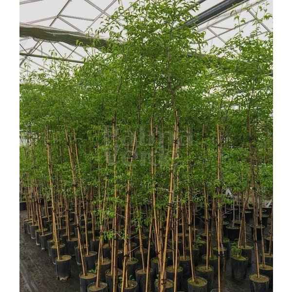 jujube Tree 1.8Mtr - 2Mtr