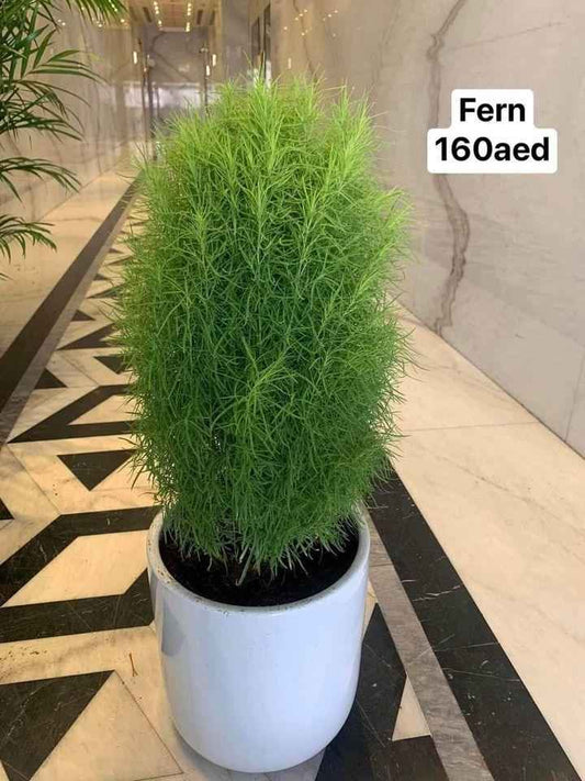 Lemon Cypress Indoor Outdoor Plant in Ceramic Pot 60-80cm