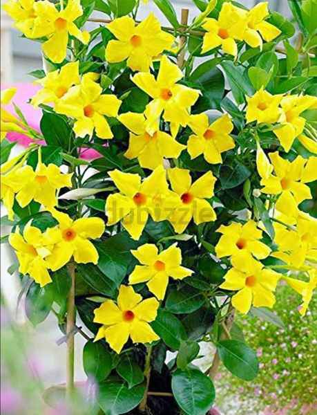 Mandevilla Vine Creeper Plant 1mtr