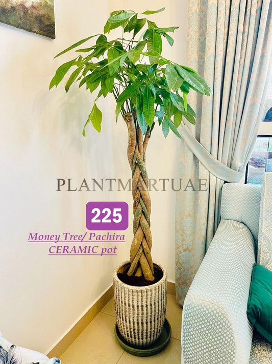 Braided Money Tree Pachira in ceramic pot placed indoors beside a patterned armchair
